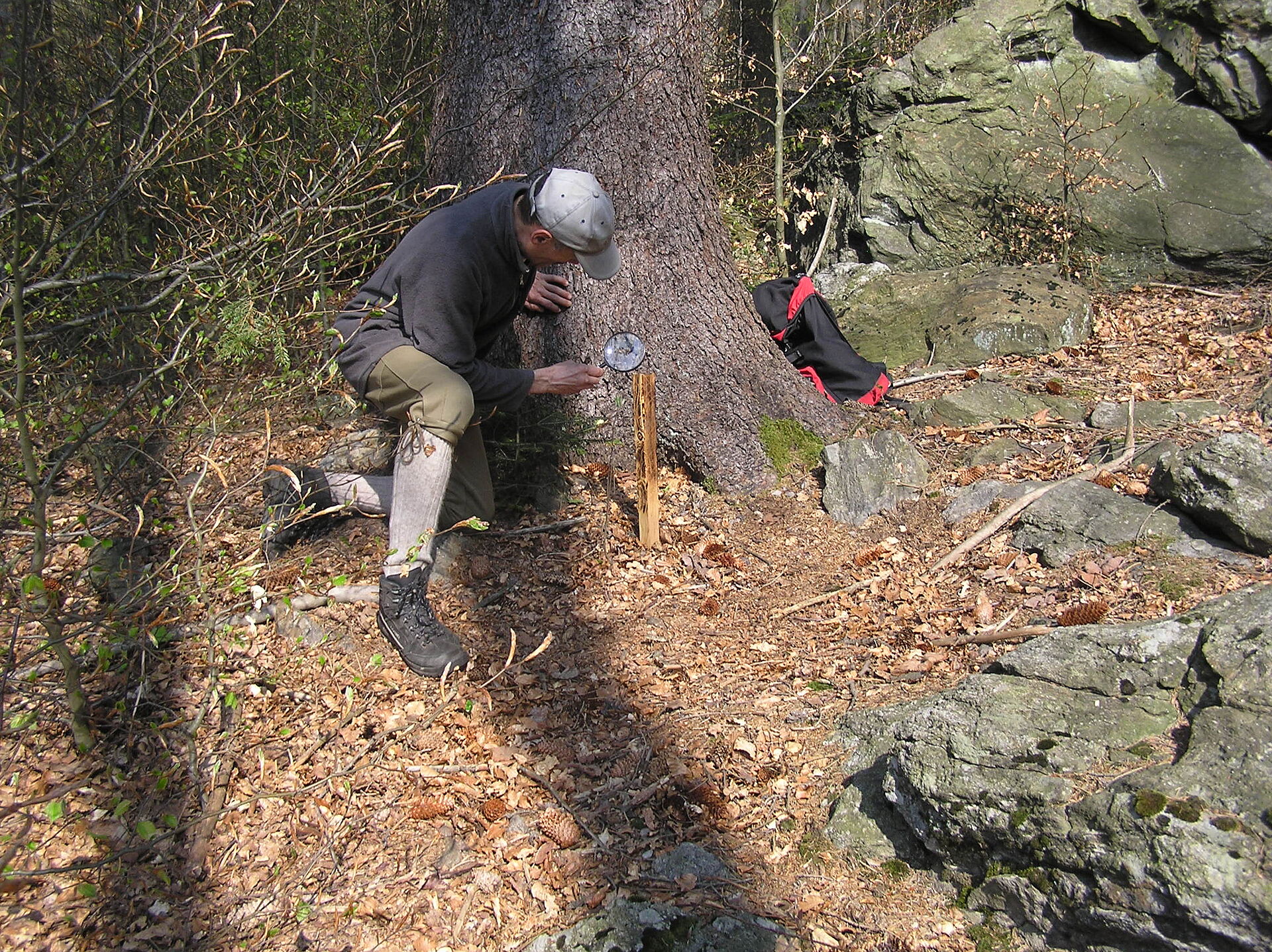 Baum Unter Naturschutz Stellen