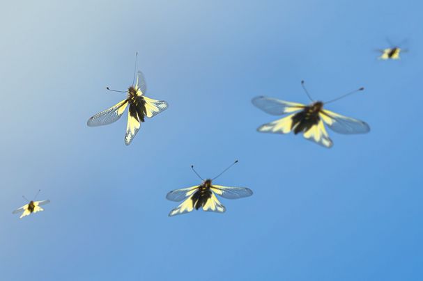 Kleine Insekten wie Schmetterlinge schweben am Himmel