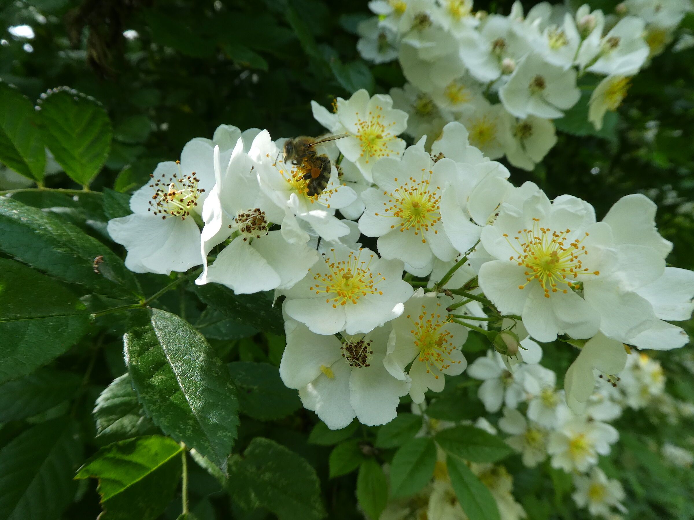 Blühende Heckenrose © Ute Schödel-Geiger