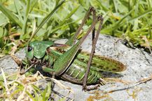 Warzenbeisser