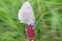 Heller Wiesenknopfameisenbläuling
