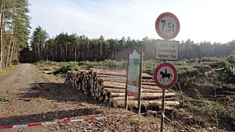 die gleiche Stelle nach der Rodung