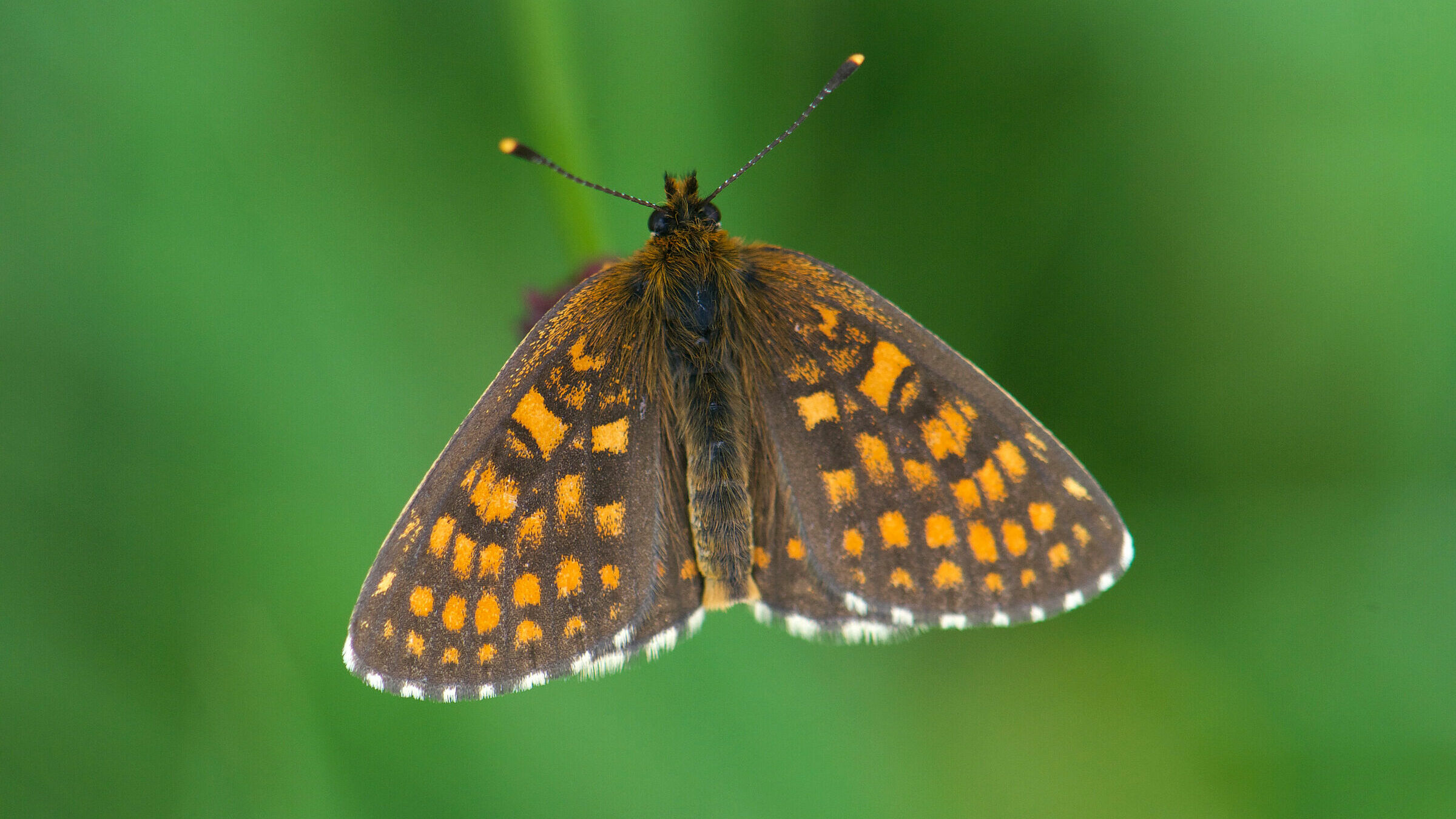 Melitaea diamina