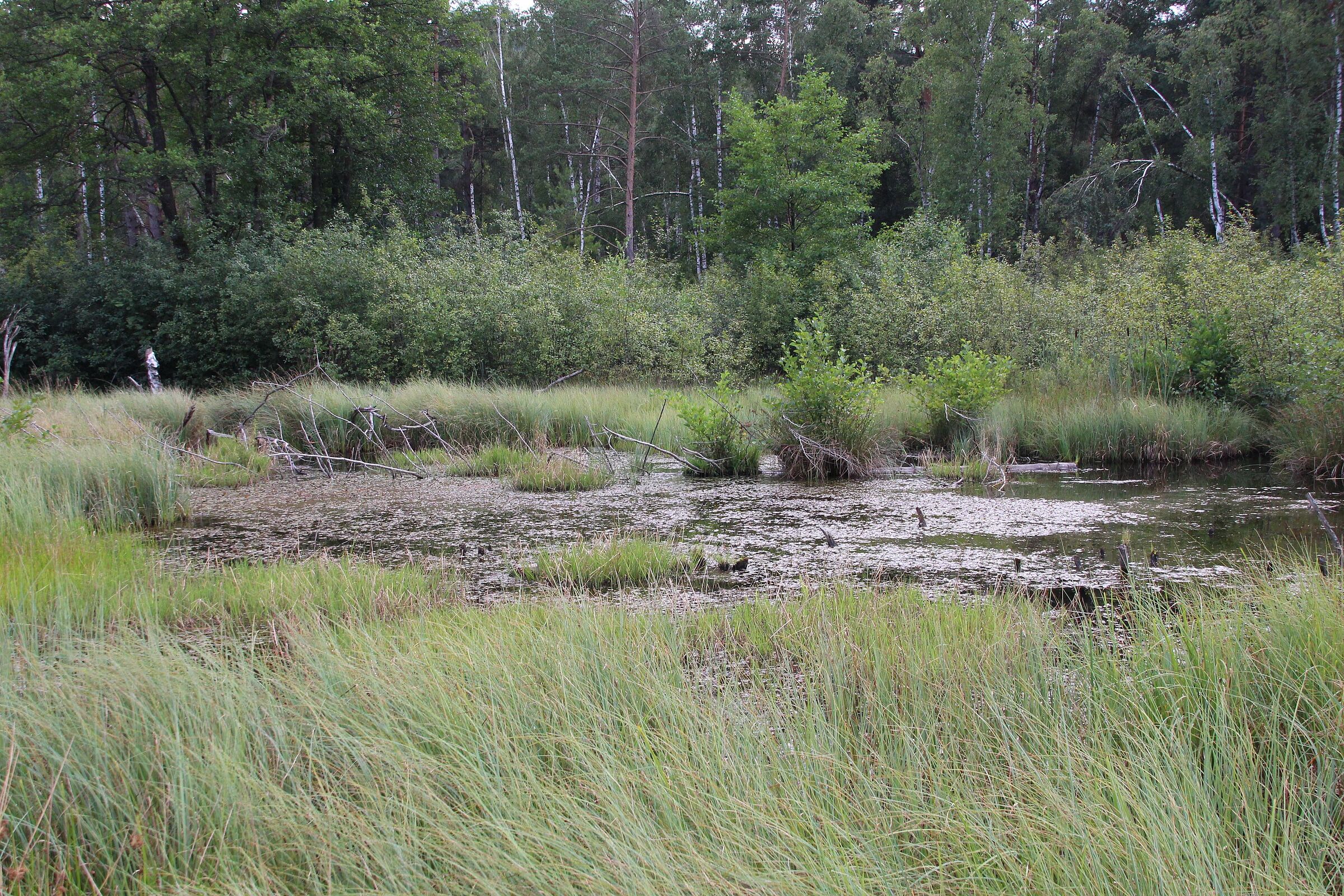 Entstehung der Moore BUND Naturschutz in Bayern e.V.