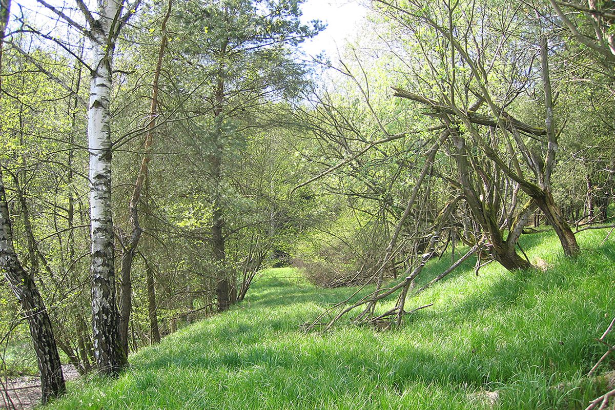 Landschaft Beucherling