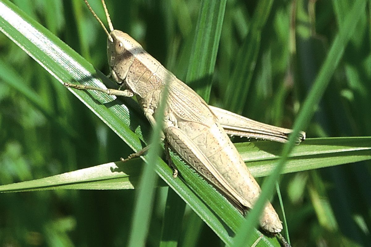 Große Goldschrecke