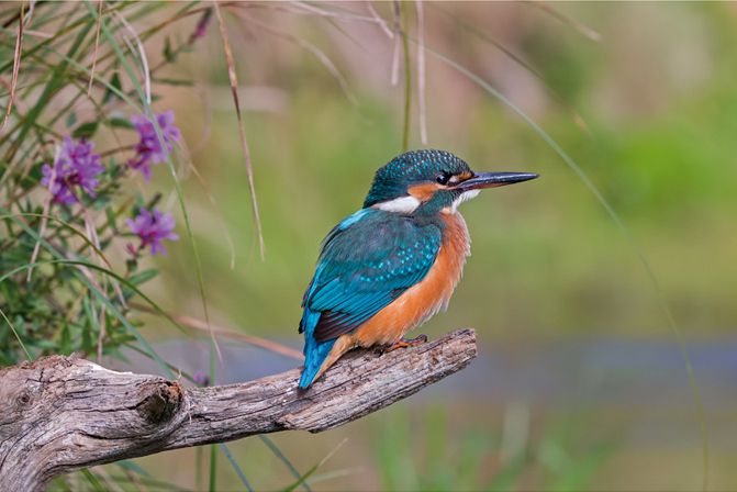 Sitzender Eisvogel 