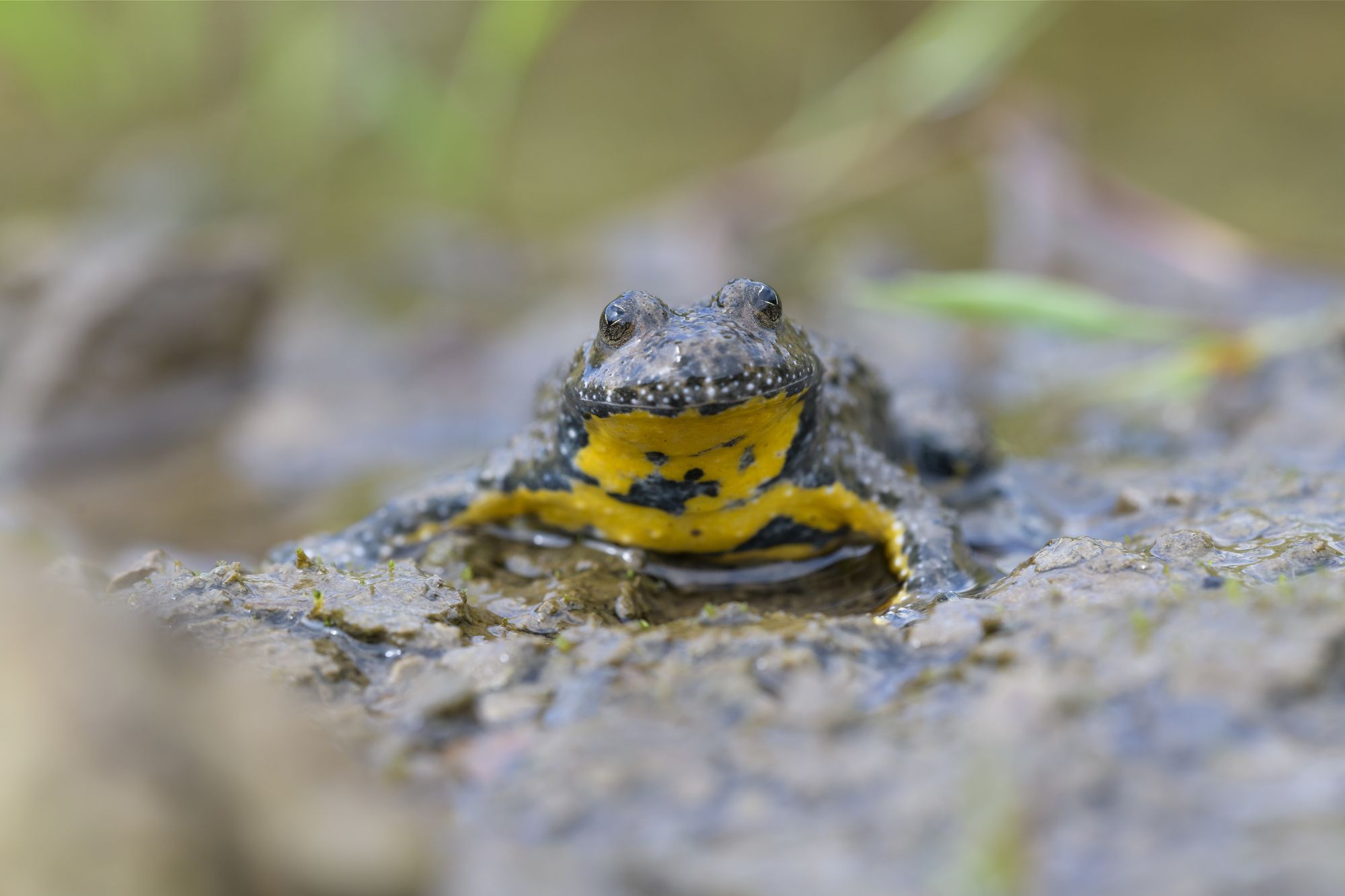 Eine Kröte mit gelb-schwarz gemusterten Bauch sitzt in einer Pfütze