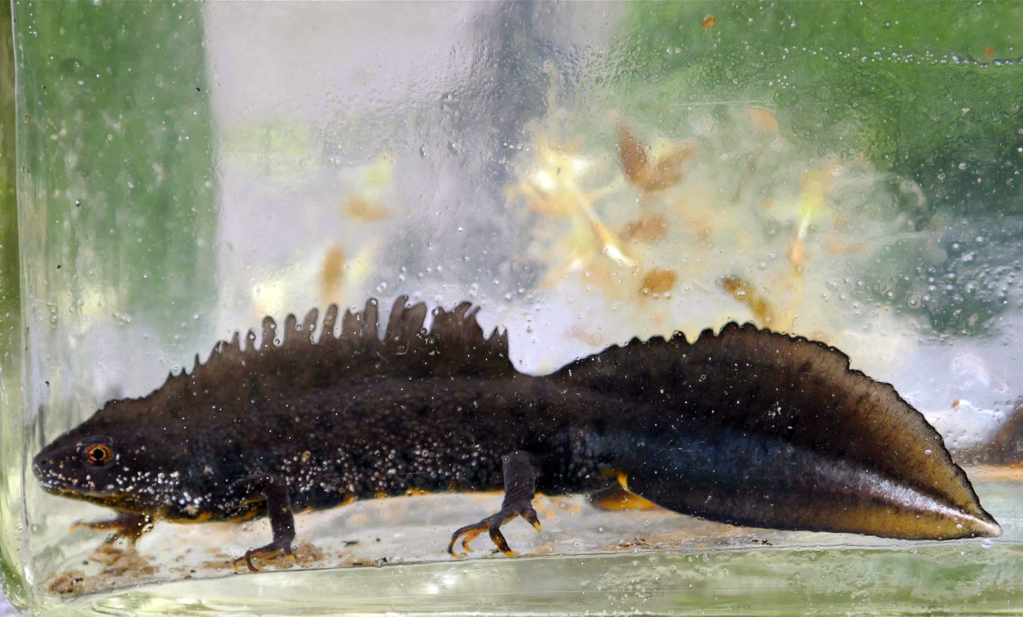 Kammmolch läuft unter Wasser