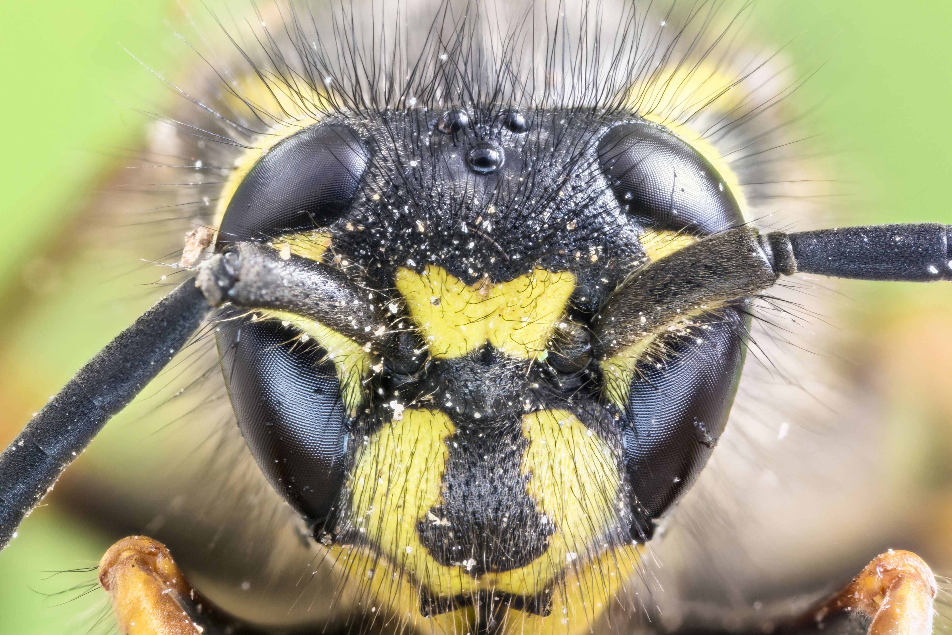 Kopf einer Wespe mit Facettenaugen, Haaren und Fühlern