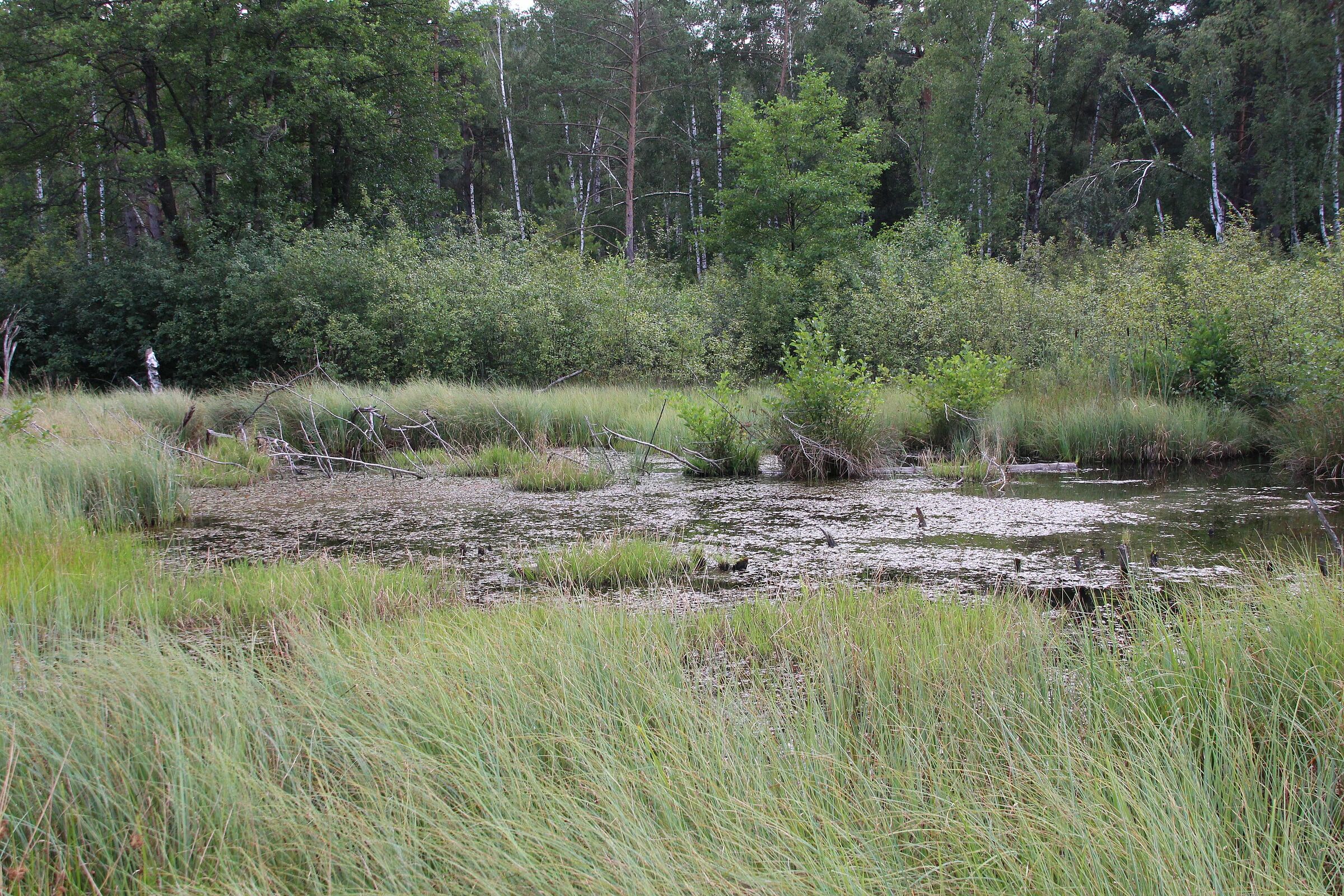 Bedeutung der Moore für den Menschen BUND Naturschutz in Bayern e.V.